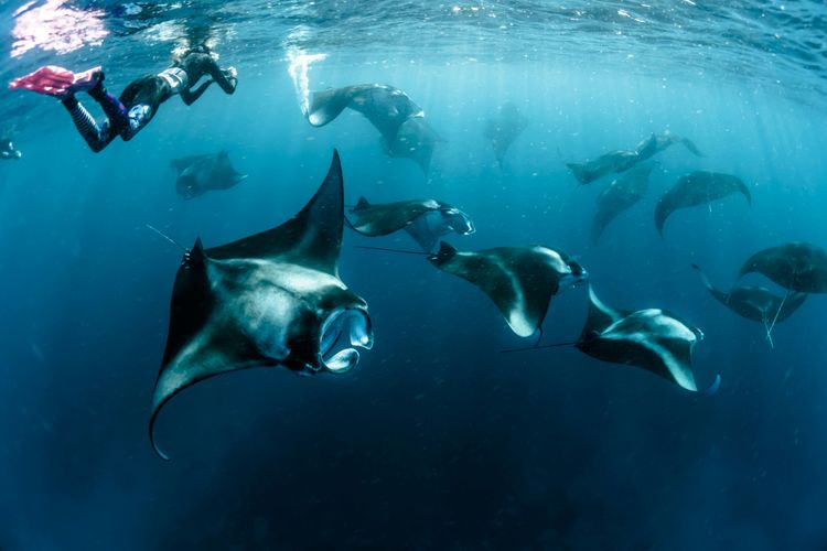 Activities and Experiences: Marine Adventures Await